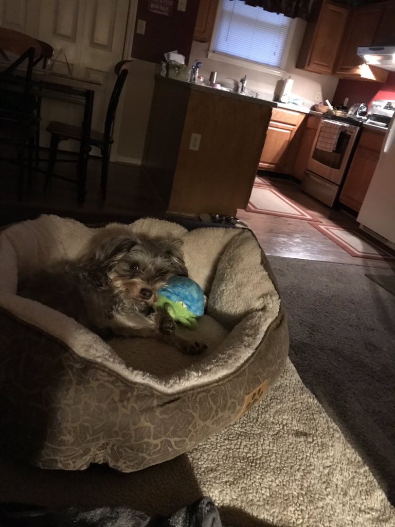 Bella the Cutest Dog Ever laying with Tommy the Turtle her stuffed friend! #littledog #apieceofwork #fundog