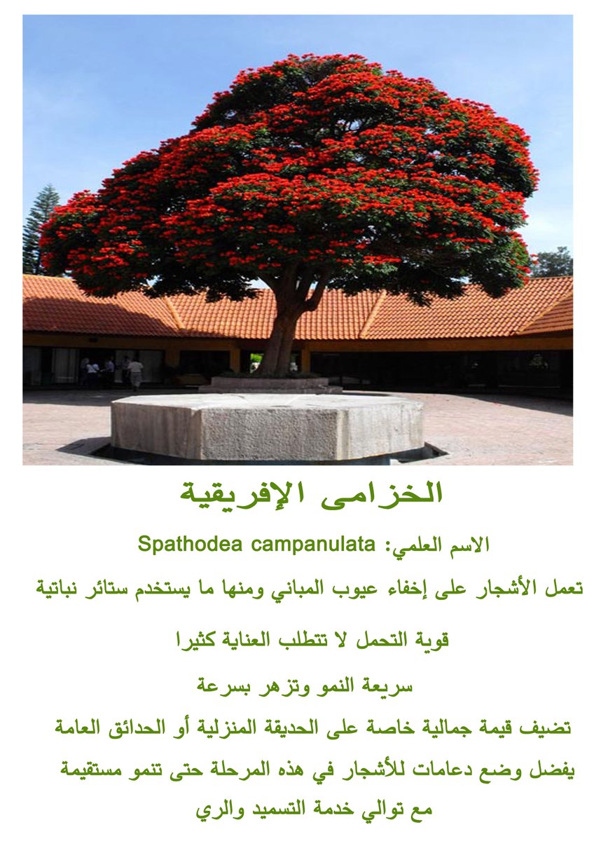 بذرة Pa Twitter شجرة الخزامى الأفريقية من أشهر الأشجار حجما وجمالا وتعتبر من الأشجار التي تزهر بألوان جذابة باللون الأحمر الداكن
