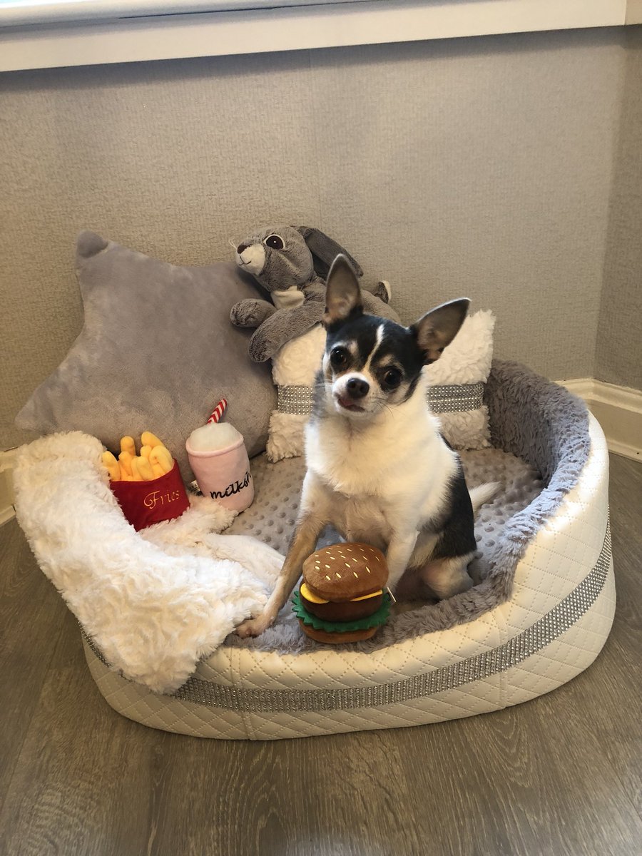 _MinnieC's tweet photo. All about the fast food #Chihuahua #love @crazyydogmom @EdenPetFoods it’s not real food, honest 😂❤️😘 https://t.co/BM7WhLAlLS