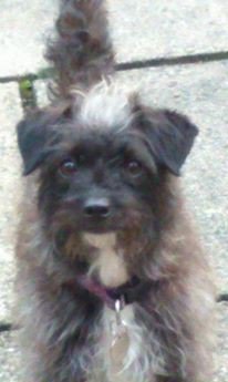 ProgWinds's tweet image. I&apos;m not saying #Progdog is clever but I didn&apos;t take this! She nicked my phone and took a selfie!