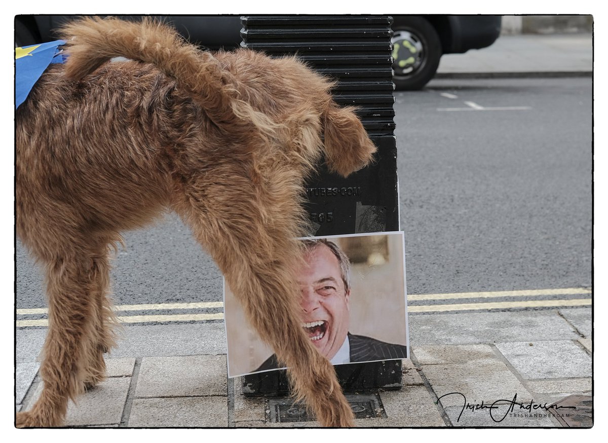 TandersonTrish's tweet image. Irish terrier Cosmos made the following pawlitical statement at #WooferendumMarch #Wooferendum
