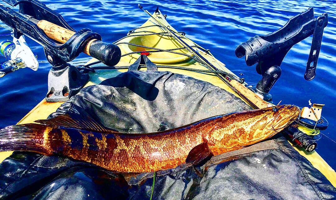 Kayak fishing for Snakehead with Steven Kambourus.