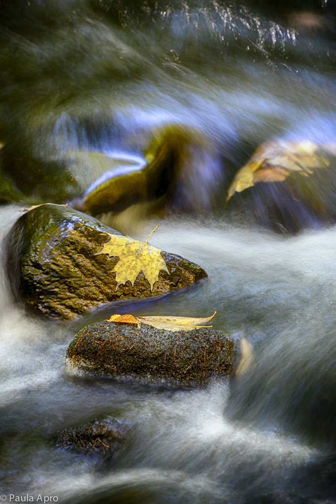 mainephotoadven's tweet photo. For the love of flowing water, rocks and leaves. The perfect combination. #fallinMaine #takebetterphotos https://t.co/36LQp2tuoM