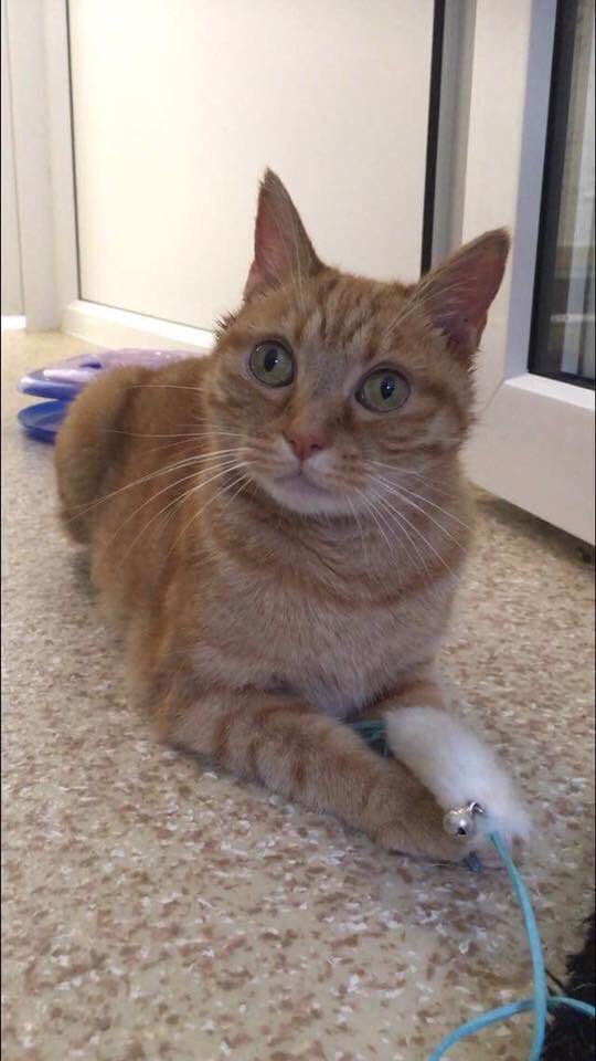 3yr old Linda has been looking for her forever home since June and has so far had no enquiries. Linda is a independent girl who knows what she wants and isn't afraid to let you know. Linda is looking for a home with children 16+ <a href="/RSPCA_official/">RSPCA (England & Wales)</a> <a href="/OldhamChronicle/">Oldham Chronicle</a> <a href="/BuryTimes/">Bury Times</a>