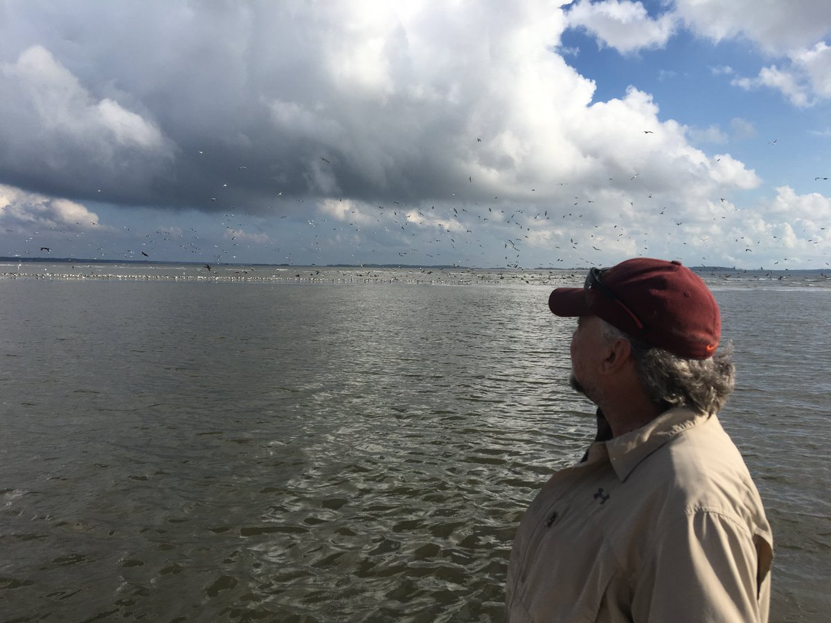 Boated out #OgeecheeRiver to #Ossabaw Island. Big flocks of gulls, terns, and pelicans. Three Lesser Black-backed Gulls. #fallmigration #GeorgiaCoast