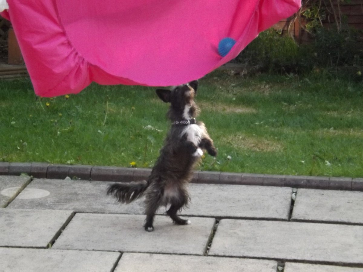 ProgWinds's tweet image. Wrong side knobhead! #Progdog