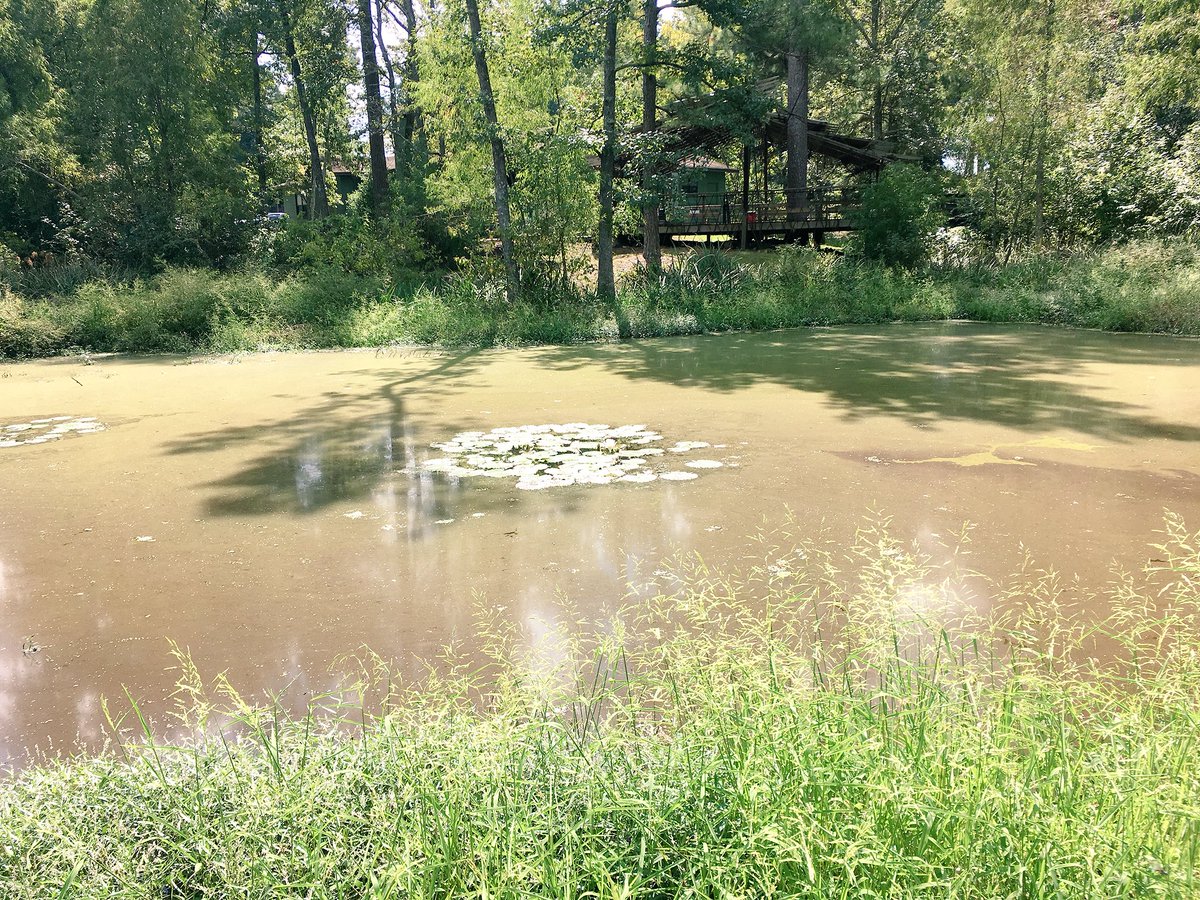 TrueheartTrav's tweet photo. Ahh Louisiana. Hard to see but the Lilly pads are blooming! I hear the frogs and cicadas when I look at this photo. #louisiana #sibley #campalabama #medcamps #travellouisiana https://t.co/XtmsAqjLT6