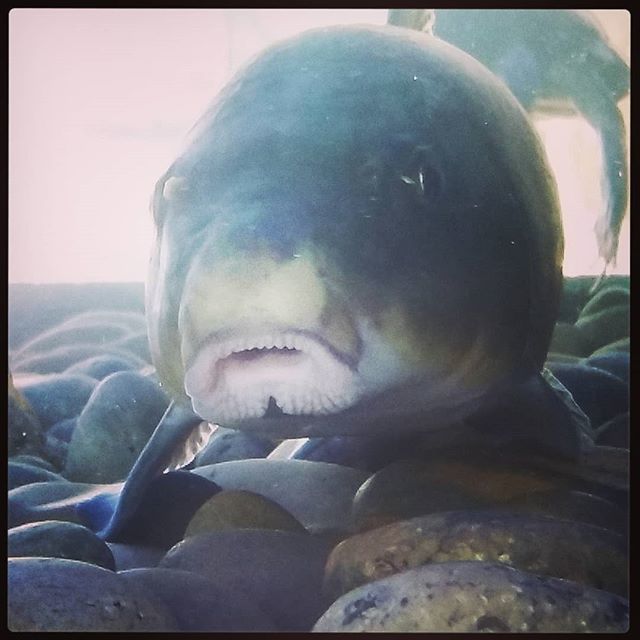 FishGuyJosh's tweet image. #sacramentosucker #fishlips #CAnatives #mobilefishexhibit #aquariumonwheels #aquarium #EBRPD #fishnerd ift.tt/2OKCYyx