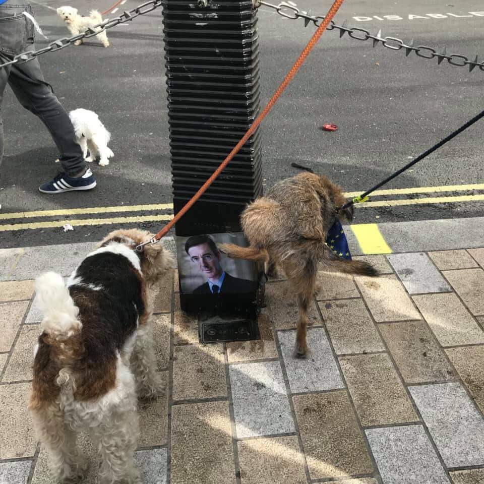 MadameMerteuil's tweet image. Rees Mogg got some #Wooferendum 'love' too 😂🇨🇰respect to the dogs who made good use of those pee stations at the #WooferendumMarch. #stopbrexit #FinalSayForAll @BrexitBin @Women_4_Europe @voiceseurope @jphcoleman