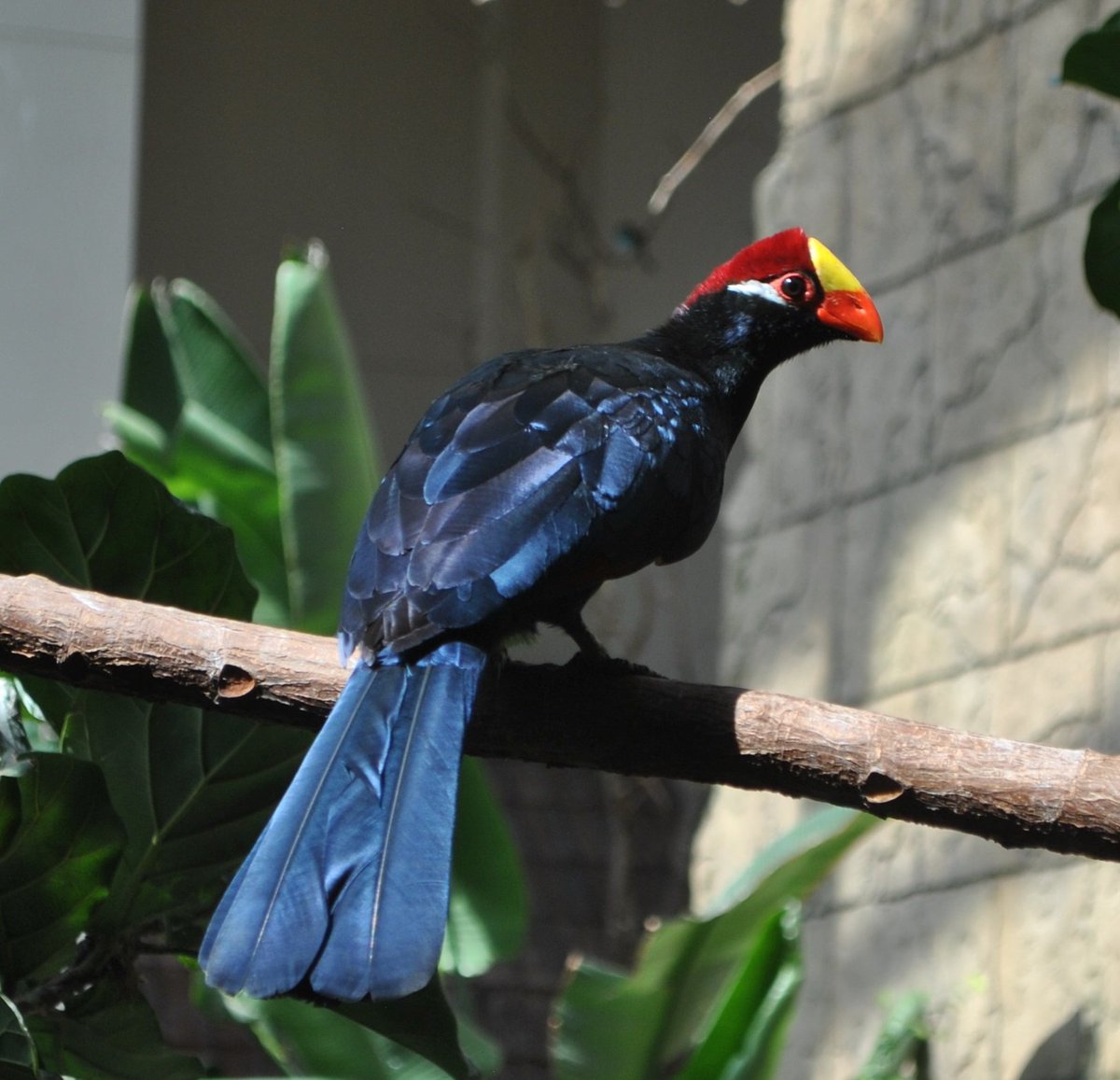 BioBush's tweet image. Violaceous #Turaco.  Blue feathers are always ALWAYS based on the shape of the feather.  There is NO blue pigment in any bird.  To learn how this is possible watch youtube.com/watch?v=9LeNWr… #feathers #structuralcolor #birds