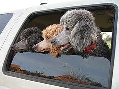 Animal Hub tweet media