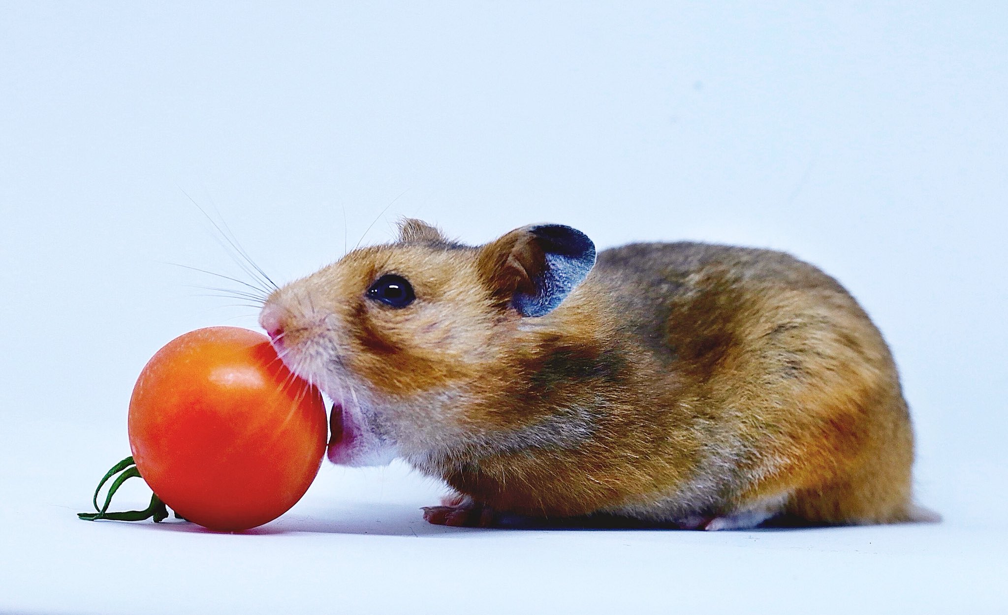Hamster tomato 2025