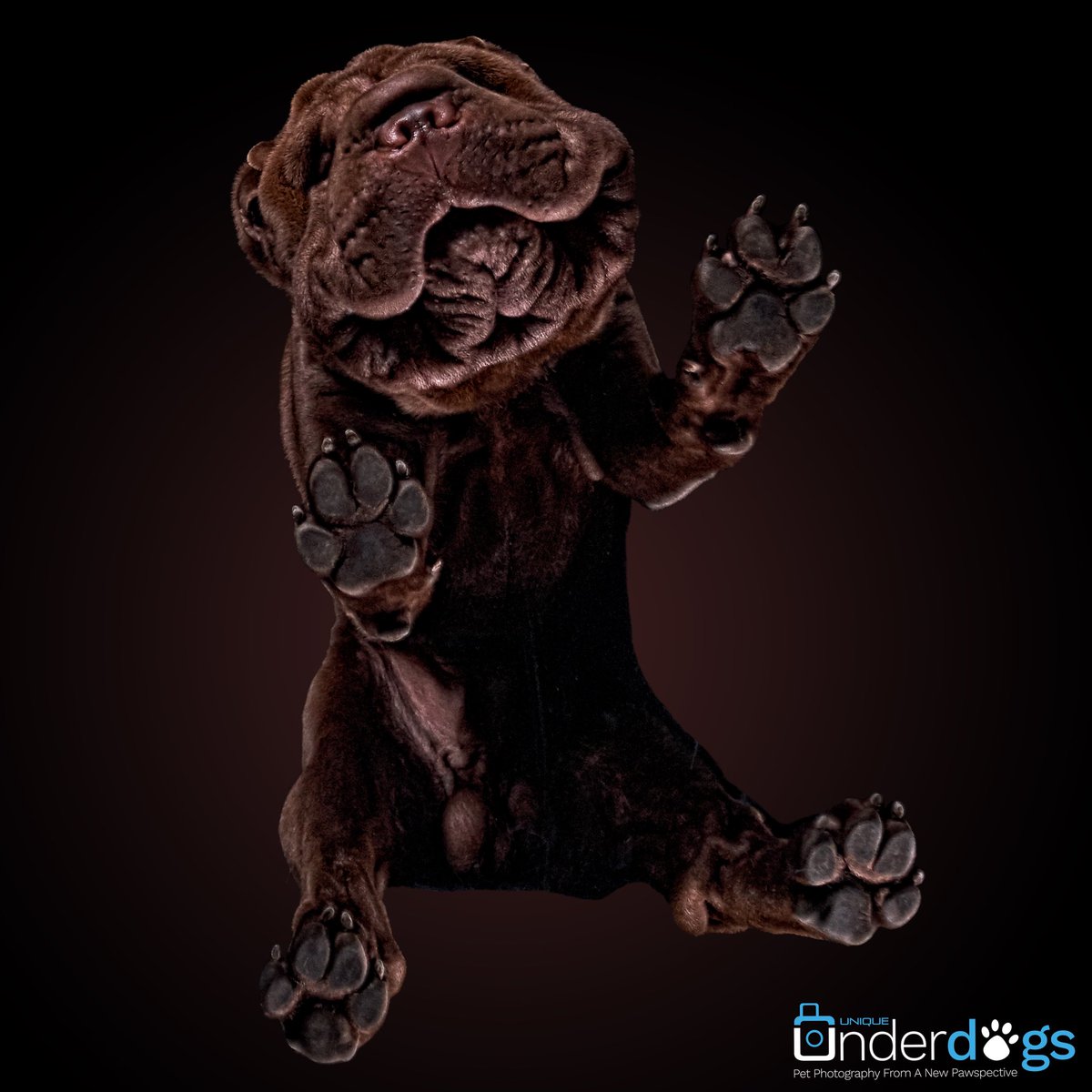 UniqueUnderdogs's tweet photo. Only 5 hours left to enter your pawfect 🐾 pooch into the 2019 charity calendar competition. Win a free Photoshoot worth £199 and help us raise money for the NAWT. #adoptdontshop #charitycalendar #uniqueunderdogs #petphotography #dogsofinstagram #sharpei #funnydogs #petportrait https://t.co/W7I2kSz4gg