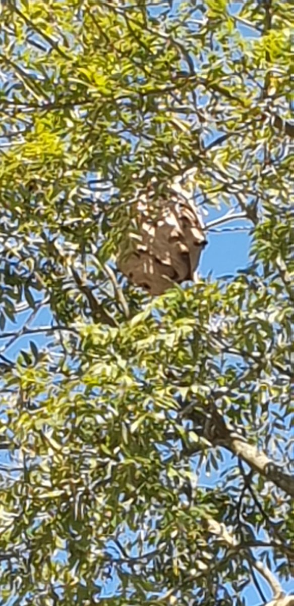 julioabascal's tweet photo. @112Cantabria Nidos de avispa asiática en Riaño (Solorzano), en el barrio de La Lastra. Zona urbana. Esperando a que alguien venga a quitarlos https://t.co/RVAQVJe89a