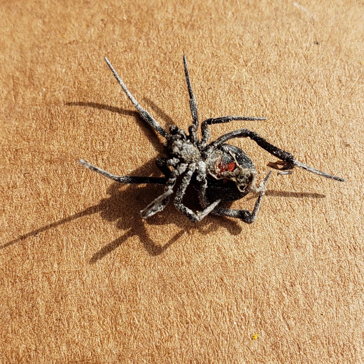 CourageDearHrt's tweet image. My prize kill from yesterday's seek and destroy mission.  Hard to see the hourglass because it's coated in gravel dust. With leg span, slightly larger than a quarter.

This is the fifth one I have found and killed.  Yes, I am living in a horror movie.

#BlackWidowSpider #RaidFTW