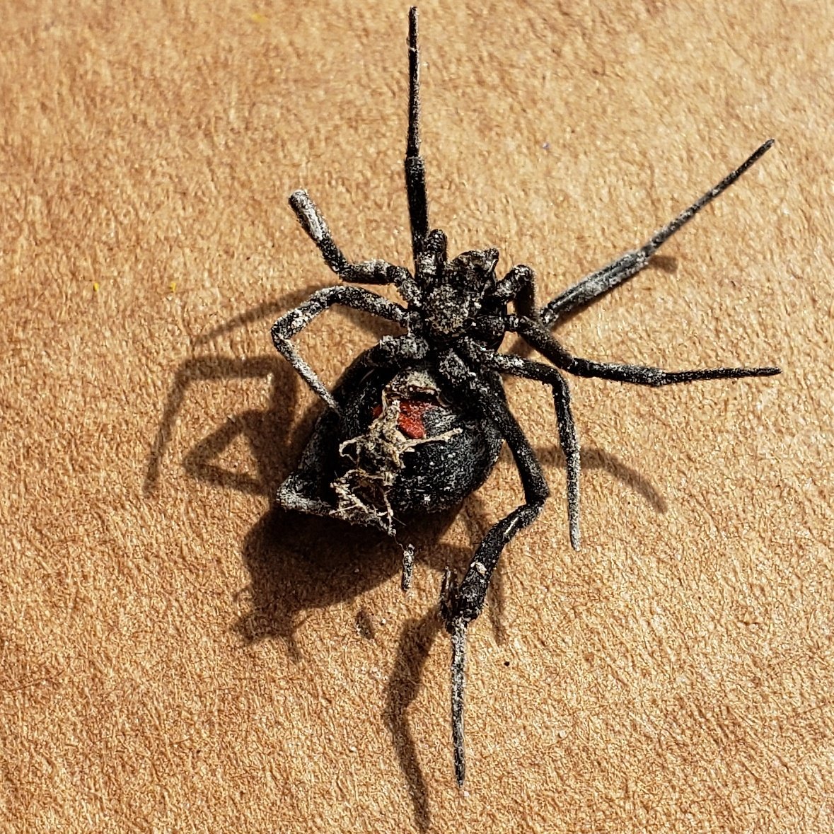 CourageDearHrt's tweet image. My prize kill from yesterday's seek and destroy mission.  Hard to see the hourglass because it's coated in gravel dust. With leg span, slightly larger than a quarter.

This is the fifth one I have found and killed.  Yes, I am living in a horror movie.

#BlackWidowSpider #RaidFTW