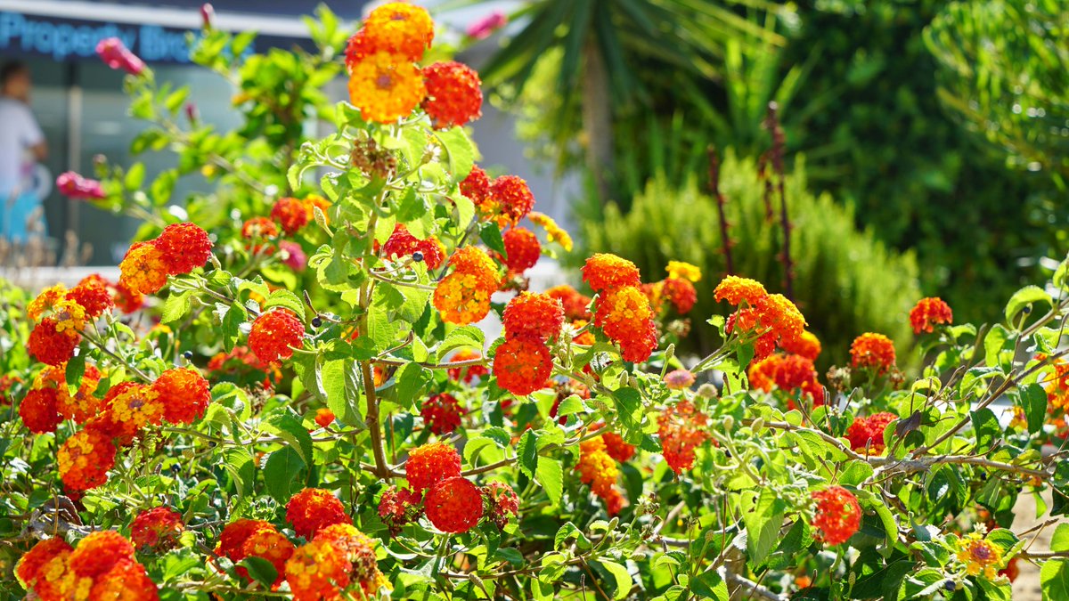 Gardens at #MarinaBotafoch