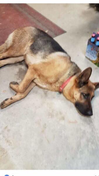 OttawaLostPet's tweet photo. #lostdog #lostdogalert #missing from #HaleyStation since Sept. 19, 2018 #GermanShepherd @TownRenfrew @OSPCARenfrew @PembrokeInfo @RenfrewCounty #renfrewcounty https://t.co/LFitDVq6eG