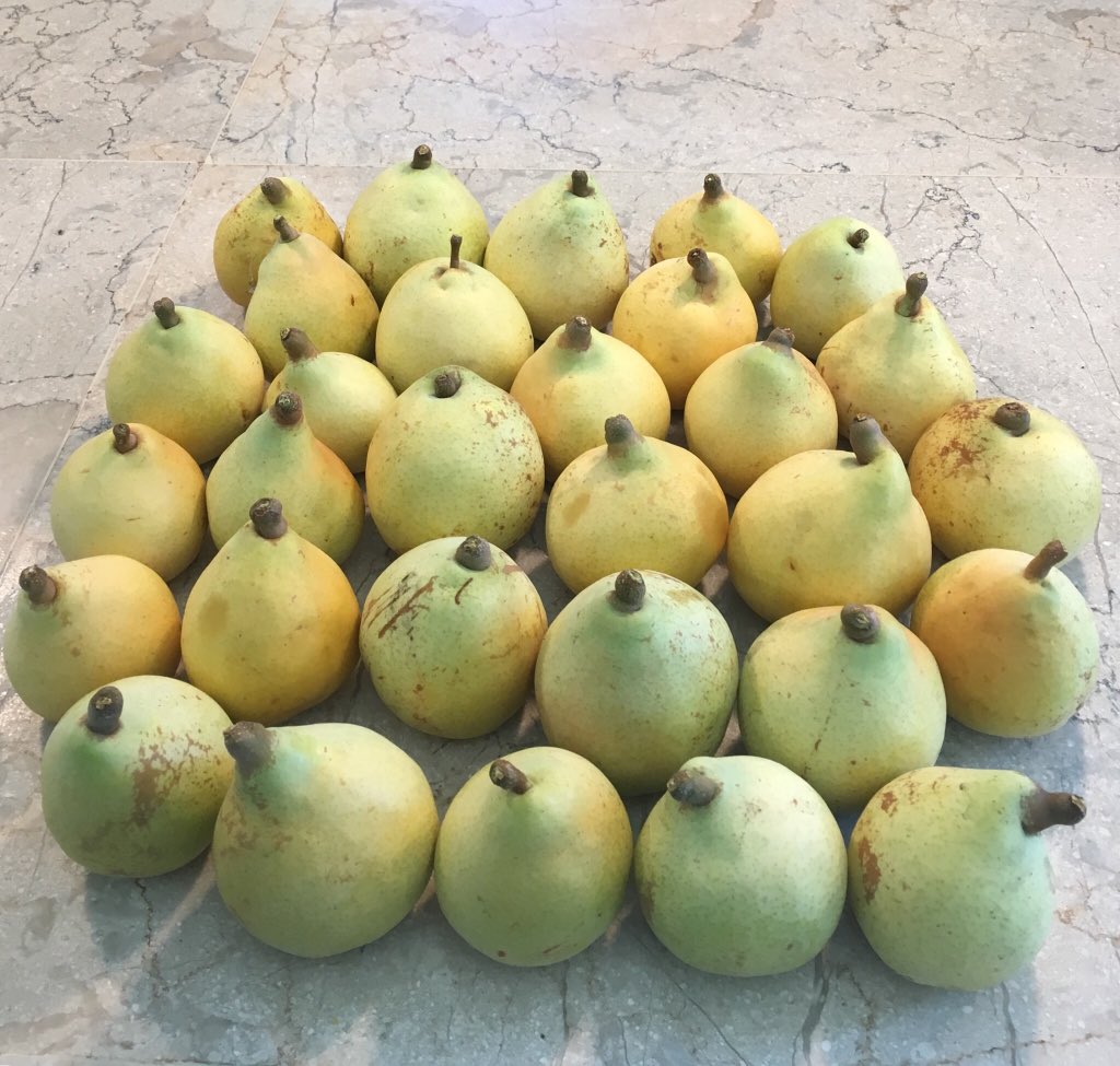 We picked some fruit, but now I have a homophonic unitizing conundrum.  Should I say I have 30 pears or 15 pairs?
#MTBoS