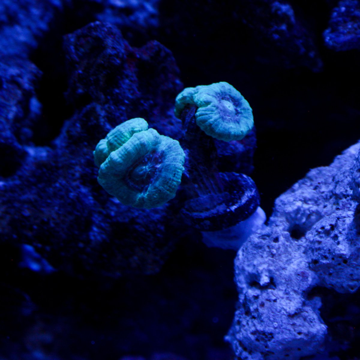 MileHighReef's tweet photo. "Cotton Candy"
#MileHighReef @Kottonics
#Reef #Reeftank #Reefporn #Hardcoral  #Coralporn #SaltWaterAquarium #AllMyMoneyGoesToCoral #eatsleepreef #fishtank #affiliategrind https://t.co/CFg58MBloW
