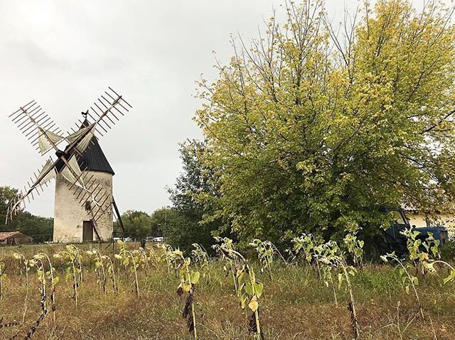 SortirdansMedoc's tweet photo. La #TeamMedoc vous entraine cette semaine dans les terres médocaines, à la découverte du #Moulin de #Vensac - 📷: @jo_dlz \\ #Automne #Autumn #Autumncolors #Mill #Windmill #Nature #Landscape #Paysage #Médoc #Gironde #Aquitaine #NouvelleAquitaine #team… https://t.co/dfRXoKbAnQ https://t.co/oKQIsHckCr