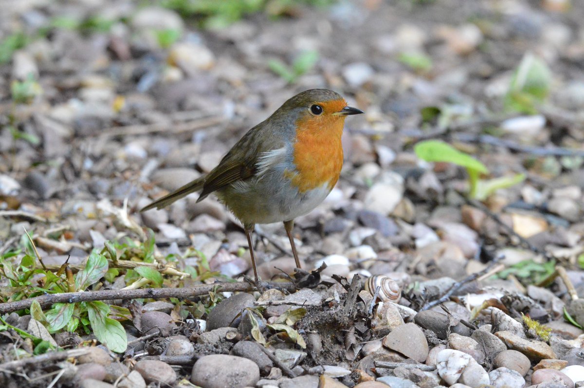 millican_peter's tweet photo. It’s that time of year again; these little guys need our help to get through winter so keep your bird feeders topped up.  ⁦@Natures_Voice⁩ will be the reward next spring; they will keep you company in  #gardenersworld and give you with lots of photo opportunities. https://t.co/baVlVfh3Ms