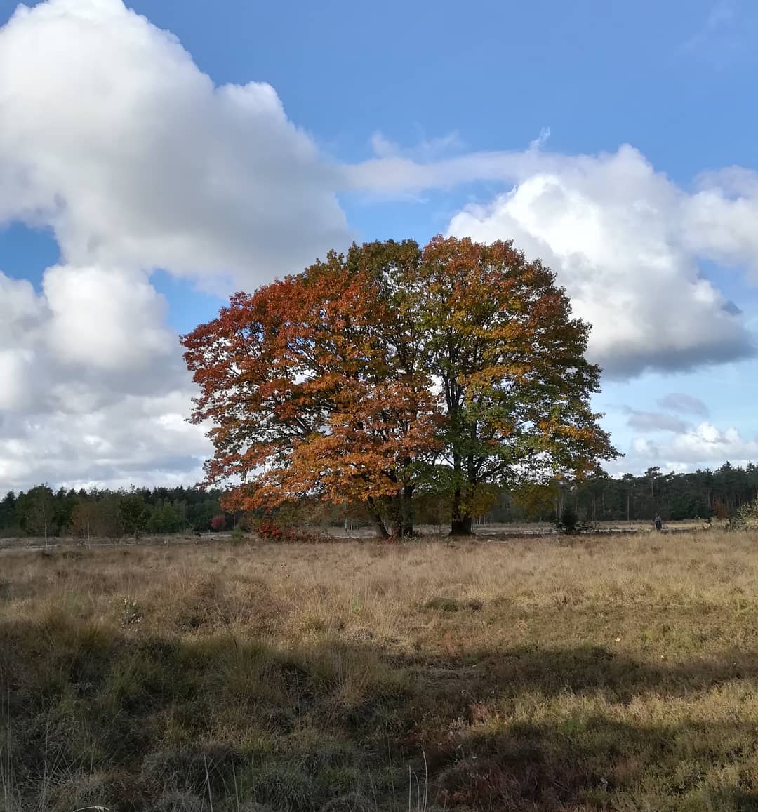 EliseW's tweet photo. Deze mooie boom helemaal in z'n element prachtig op de hei eist alle aandacht op!
#autumn #fall #standingtall #onitsown ❤️
#nofilter https://t.co/0yn6mmaq5A