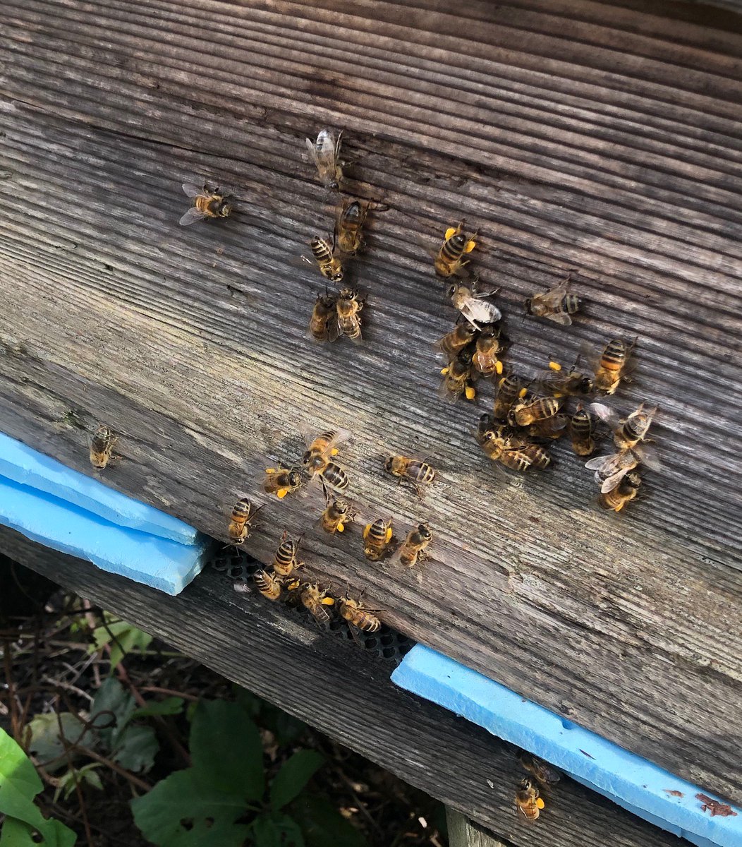 Oxleas Apiary tweet media