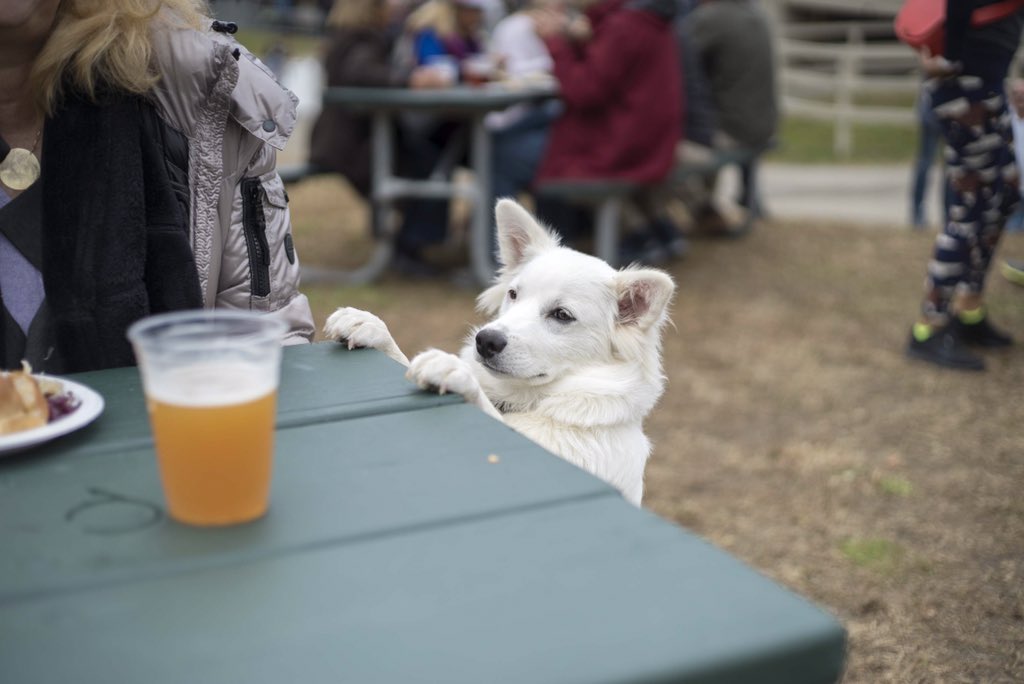 loonmtn's tweet photo. Best doggone Oktoberfest. #DogsOfOktoberfest #WMOktoberfest https://t.co/kXclKxlUCW