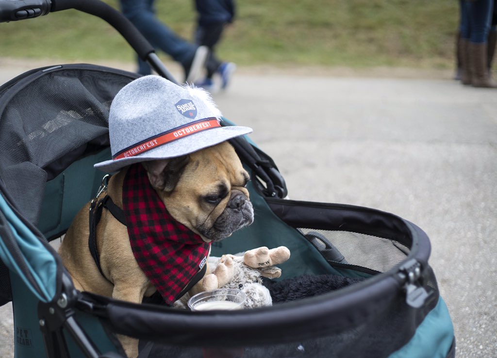 loonmtn's tweet photo. Best doggone Oktoberfest. #DogsOfOktoberfest #WMOktoberfest https://t.co/kXclKxlUCW
