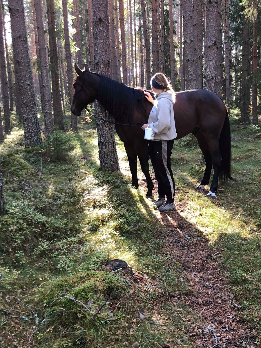 Linn Hellström tweet media