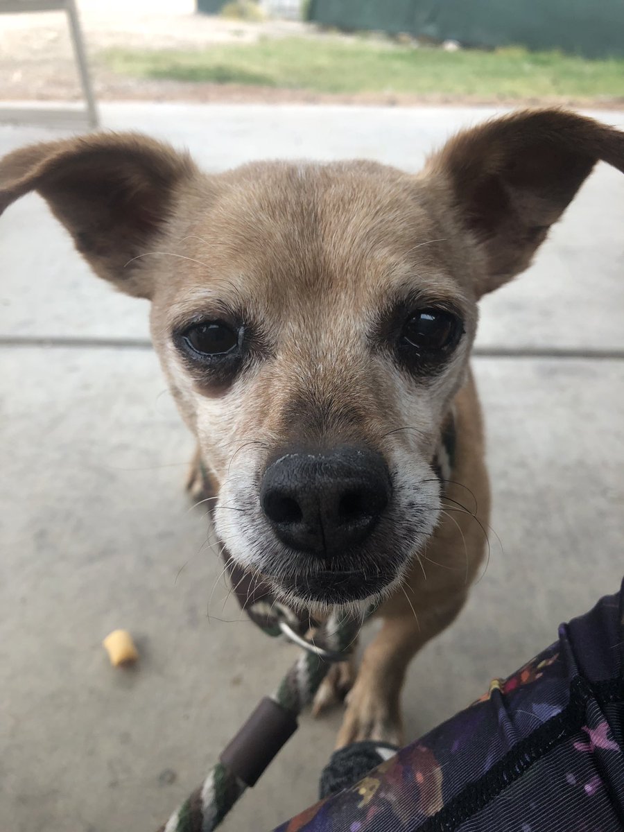 CyndeePlatko's tweet image. Dallas is a tiny guy with a big name! He’s @NevadaSPCA waiting for his forever home.  He’s timid until he gets to know you then he’s a sweet #luvbug    #Dallas #DogsofTwittter #dogoftheday #AdoptMe #AdoptDontShop