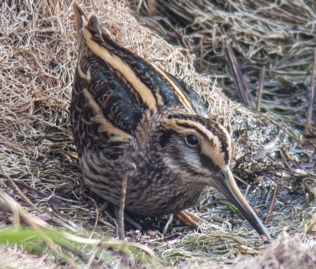 Liam Andrews tweet media