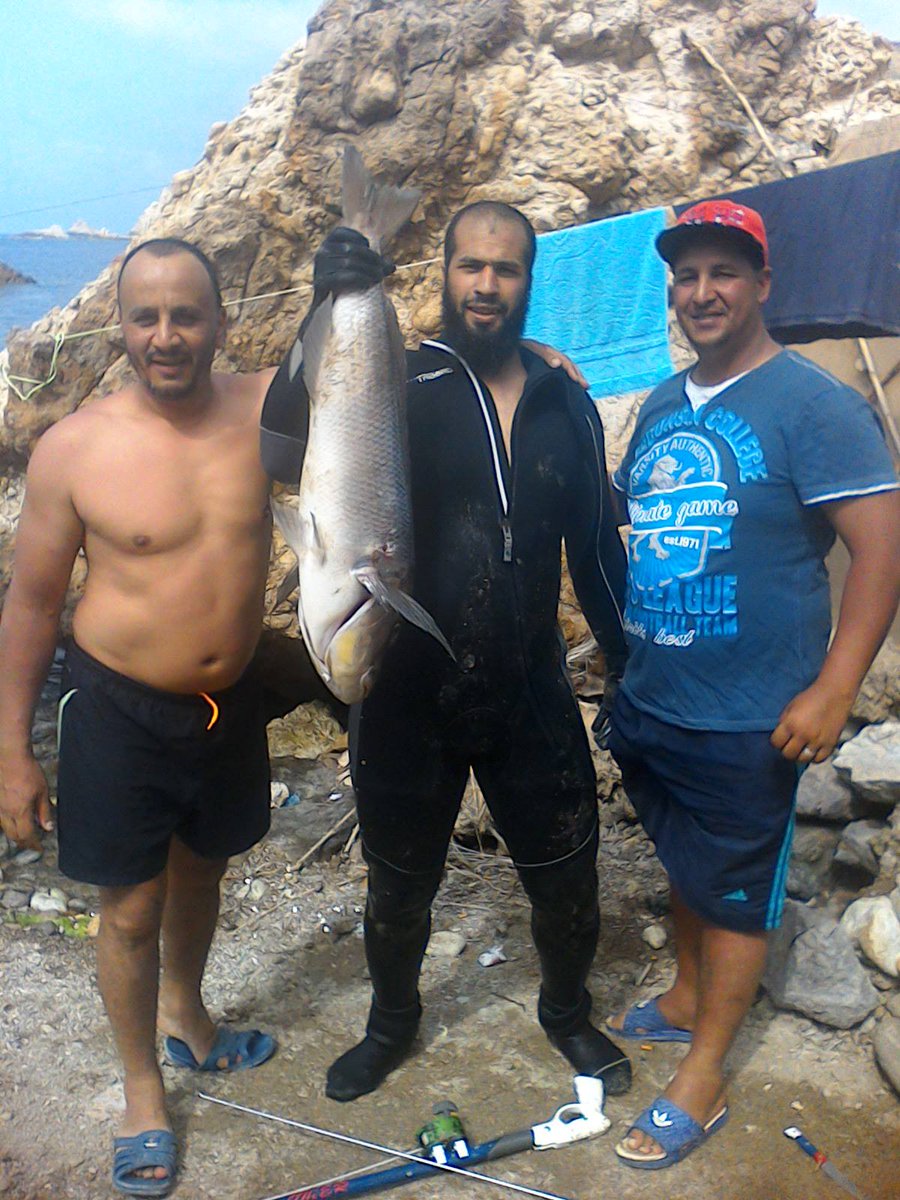 MerabbiM's tweet image. danti a cap blanc