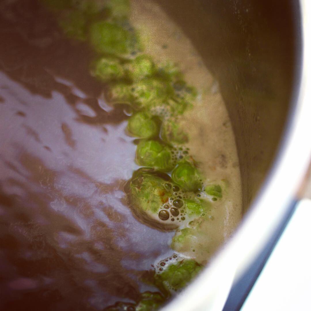 besserbrauer's tweet photo. Balkonhopfen-Ernte! 😍🌿 Kaum geerntet, schon im Braukessel. #besserbrauer https://t.co/Tb1EvVVRyf