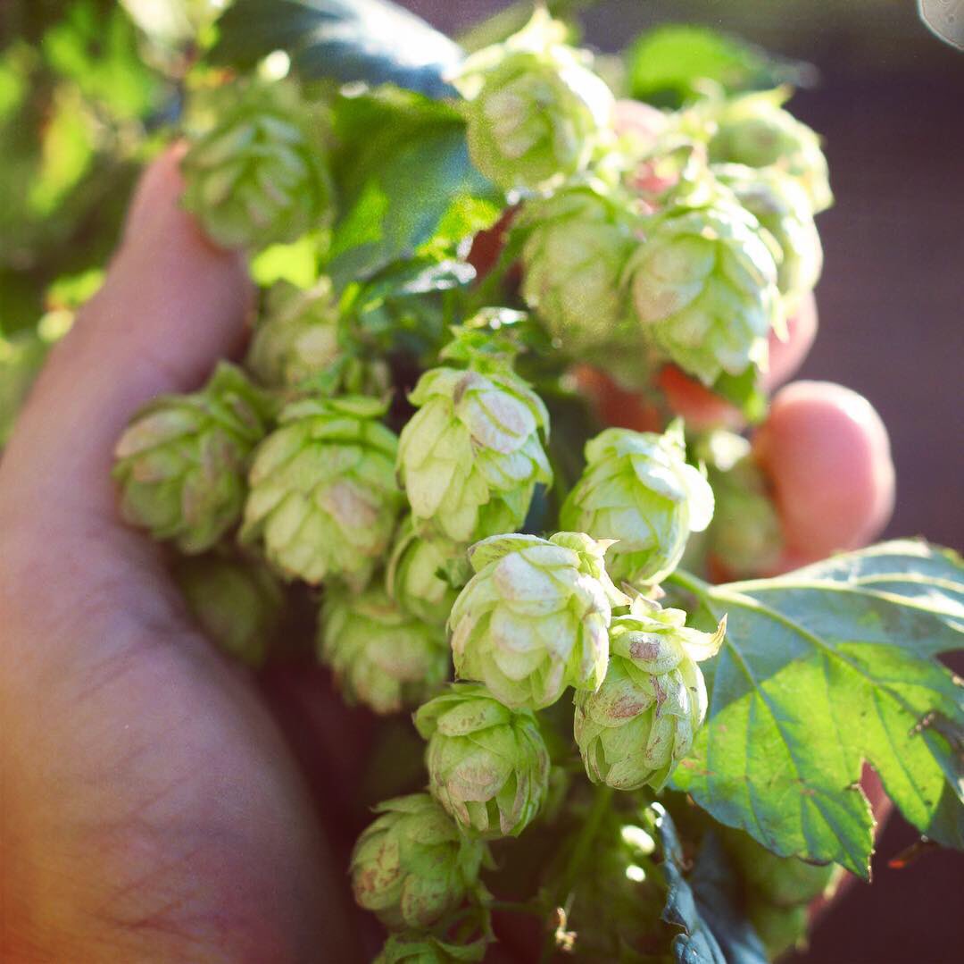 besserbrauer's tweet photo. Balkonhopfen-Ernte! 😍🌿 Kaum geerntet, schon im Braukessel. #besserbrauer https://t.co/Tb1EvVVRyf