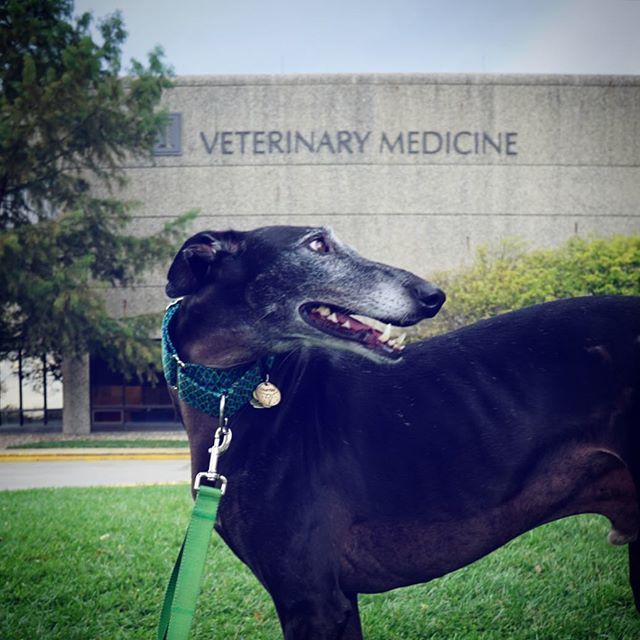 American Greyhound tweet media