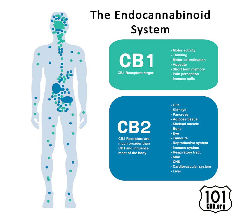 101Cbd's tweet photo. New post (The Power Behind CBD, The Endocannabinoid System) has been published on https://t.co/mtqOhB99D7 - https://t.co/bUIlyDyY5b https://t.co/iEUHvN8yik