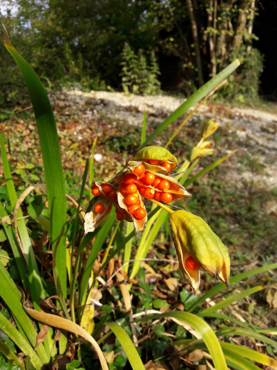 Beer Quarry Caves (@quarrycaves) on Twitter photo Feeling much more #autumnal! We've #Bats coming slowly back to the #caves, magnificent #fungi and jewel-like #seeds setting. You only have until #Oct 31st to #visit us this year...
<a href="/wildeastdevon/">Wild East Devon</a> <a href="/GreatDevonDays/">Devon Days #LoveDevon</a> <a href="/VisitDevon/">Visit Devon</a> <a href="/DevonWildlife/">Devon Wildlife Trust</a> Feeling much more #autumnal! We've #Bats coming slowly back to the #caves, magnificent #fungi and jewel-like #seeds setting. You only have until #Oct 31st to #visit us this year...
<a href="/wildeastdevon/">Wild East Devon</a> <a href="/GreatDevonDays/">Devon Days #LoveDevon</a> <a href="/VisitDevon/">Visit Devon</a> <a href="/DevonWildlife/">Devon Wildlife Trust</a>