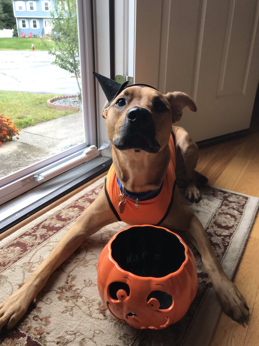 TacoDogKito's tweet photo. Happy Woof-o-ween! No tricks please, only treats 🍬🎃 https://t.co/comczgrjpt