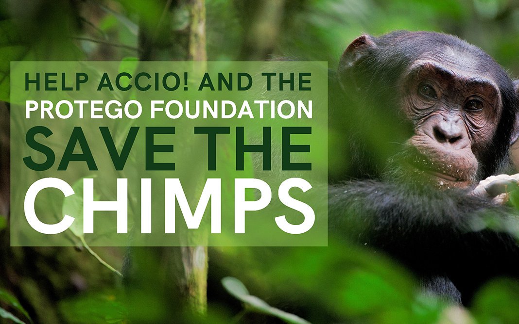 leaky's tweet photo. The @ProtegoFDN will launch their #FindDougal campaign next month in partnership with @TheAccioBox to raise money for @SaveTheChimps!π Help save an endangered species, receive exclusive #HarryPotter themed items & possibly a signed @Evy_Lynch photo! πβ‘οΈ https://t.co/Q5EjjqMLNs https://t.co/U4eaWSJPp1