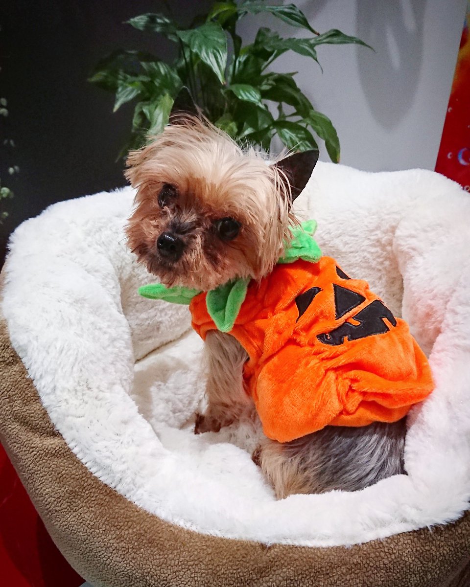 littlebigdoor's tweet photo. Daisy May showng that as an old lady ( 10 years old) she still has those over the shoulder poses on point!! #dogsoftwitter #dogclothes #littlebigdoor #petmodelling #dogs https://t.co/2REpjXvTXt