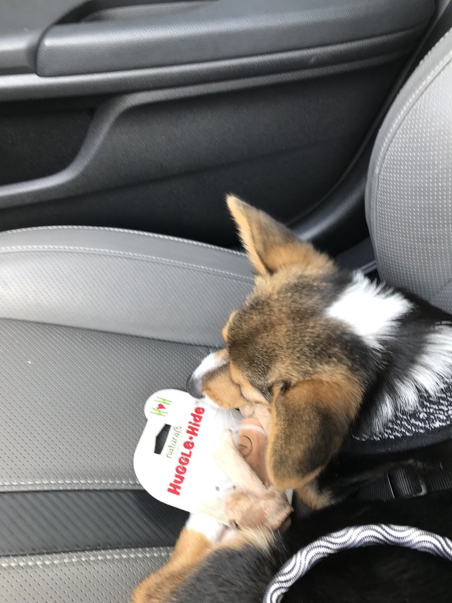SaberWrigley's tweet photo. Fun @HWFeed picking out my new toy.  Even let Mom take it out of the packaging eventually!! #corgi #puppy https://t.co/IKbO8IoSoX