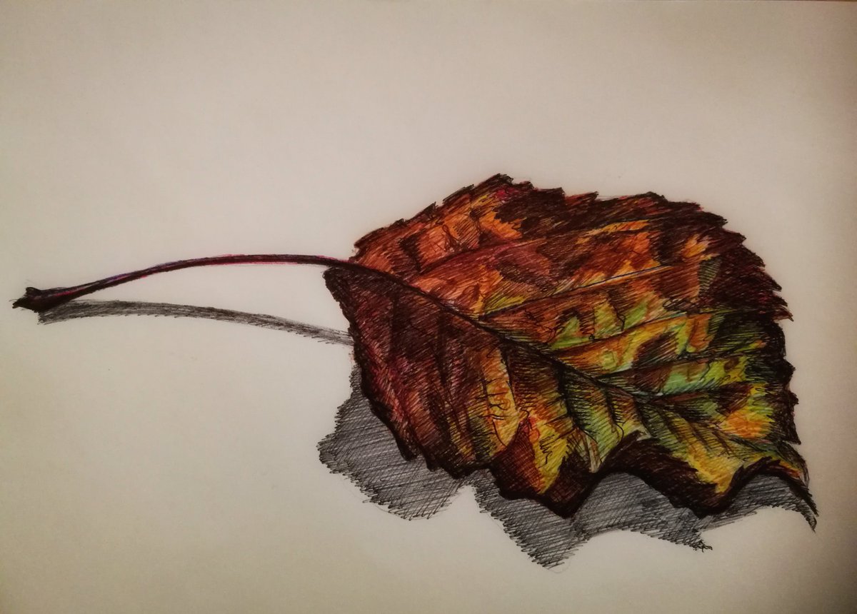drawforenjoymnt's tweet photo. "Exhausted" : Coloured Biro-Pen
Drawn on an envelope whilst listening to the Autumn winds and zoning out to to the awesome Blaubac, couldn't think what to do today then the answer literally fell at my feet... #leaf #autumn #sunblasted @drawforenjoymnt
#chlorophyll #inktober2018 https://t.co/uL1vfZHvNH