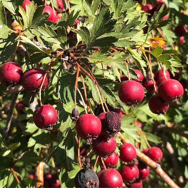 farho's tweet photo. Are these #CrabApples? .
.
. #exploreColorado #ColoradoLive #Colorado #ColoradoLife #ColorfulColorado #lonetree #lonetreecolorado #lonetreeco https://t.co/15nwqRf5pK https://t.co/l3klxDntXG