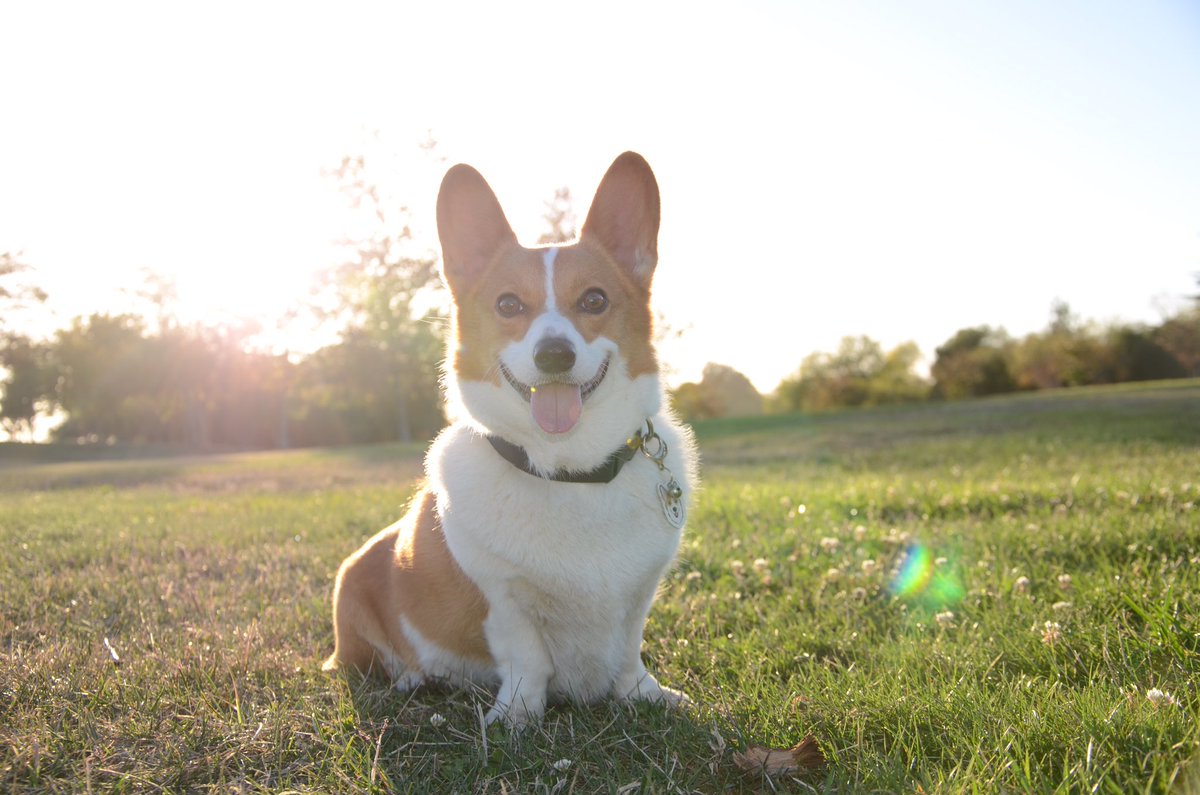AnaTheCorgi's tweet image. Who&apos;s the cutest girl ??? #CorgeousCorgi 
#corgisruletheworld
