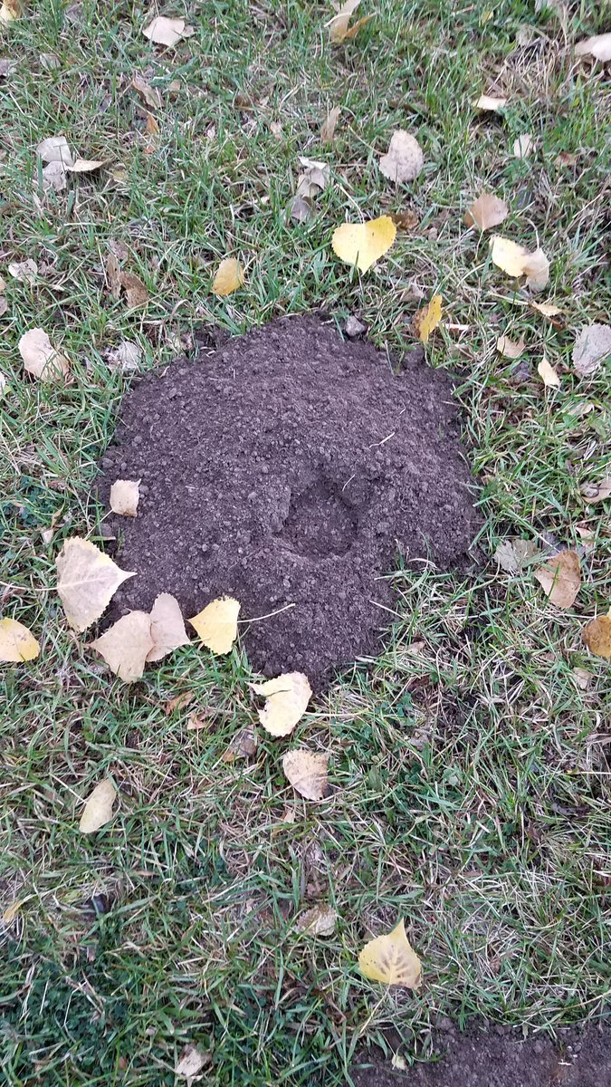scochran2's tweet photo. Can you guess what critter makes these mounds ... clue easier to see in 2nd photo. Location Fort Robinson State Park - NE Nebraska #NotAMole https://t.co/cioaJQ2Jh8