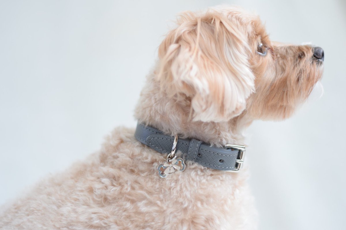boneandhome's tweet photo. Introducing the new Cheltenham collection of collars and leads. Crafted from Italian calf and vegetable tanned leather, classic in design and super stylish. 

https://t.co/NlRQ07O8sd https://t.co/QuCtnB64sH