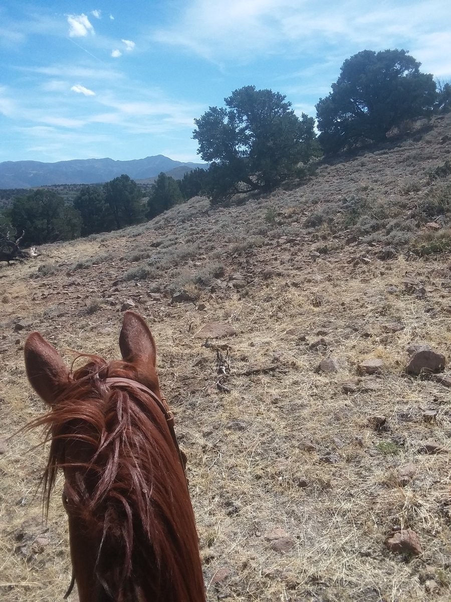 tdenos310's tweet photo. Another day another Bronc to stomp #fallroundup https://t.co/VWe9pSFodQ