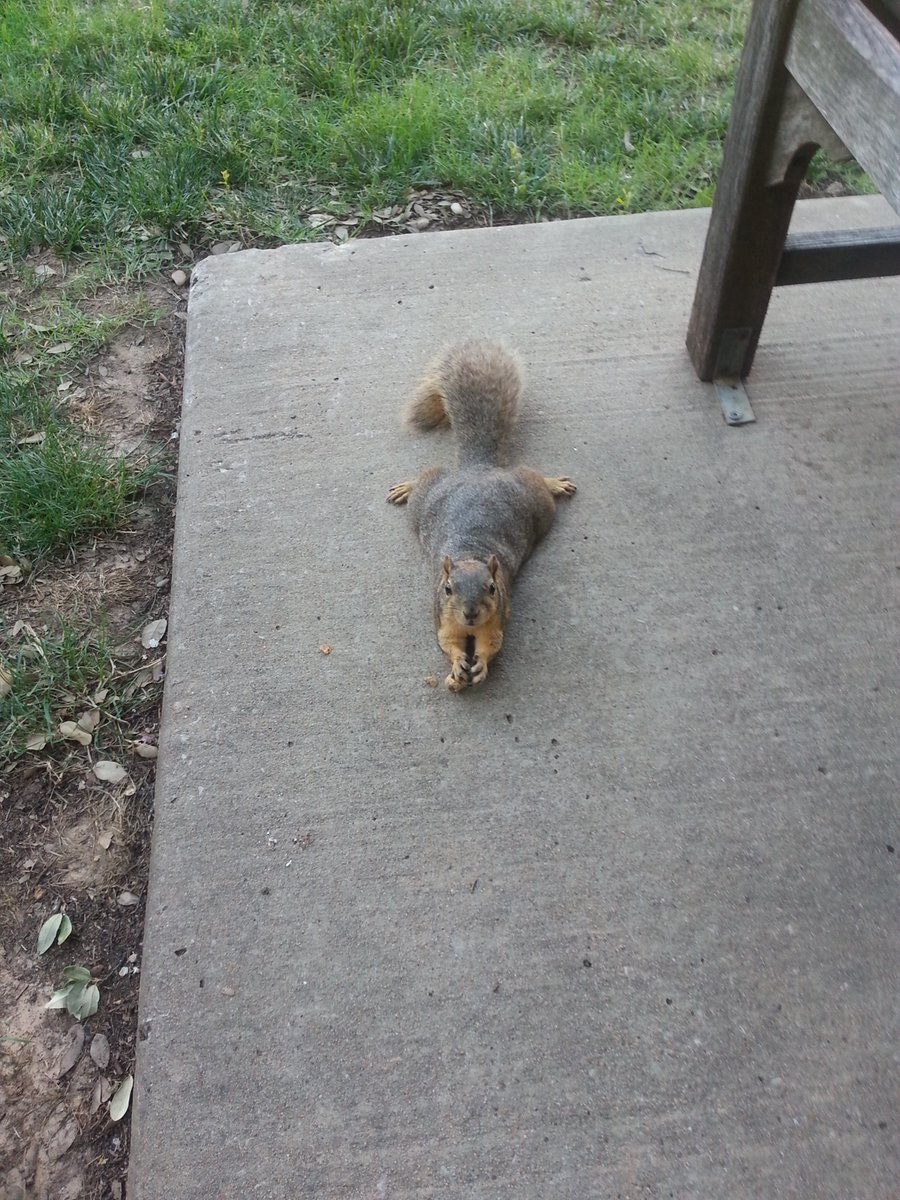 squirrels_rus's tweet photo. After a very hot summer with fall now upon us, the squirrels around campus are taking a very well deserved ''vacation'' from their daily chores before we prepare getting ready for winter. https://t.co/qaEnMXNwQd